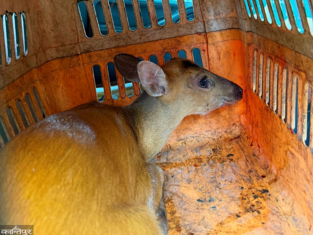 Red deer rescued from Gorkha Bus Park