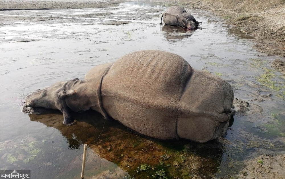 Electric traps are killing rare rhinos