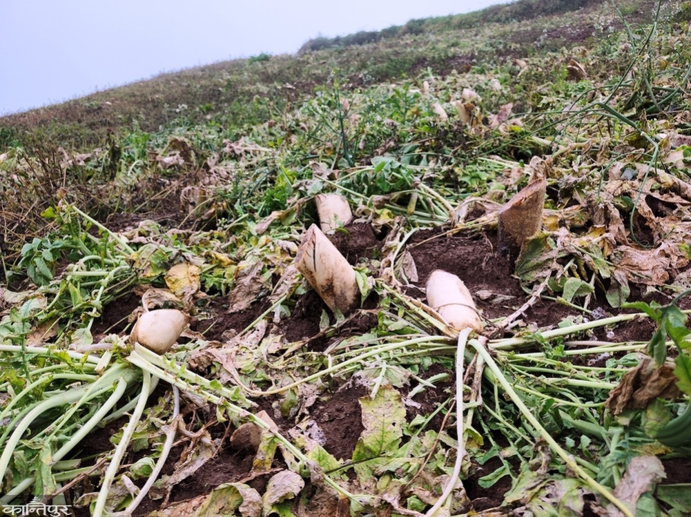 Radish rotted in the field as it was not sold even for five rupees per kilo