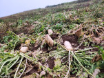 Radish rotted in the field as it was not sold even for five rupees per kilo