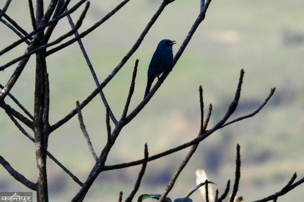 निलतुथो अर्जुनक