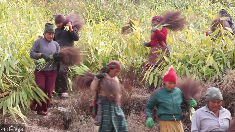 Nisdi residents say: Elections come and go, increase the price of ginger and amriso for us