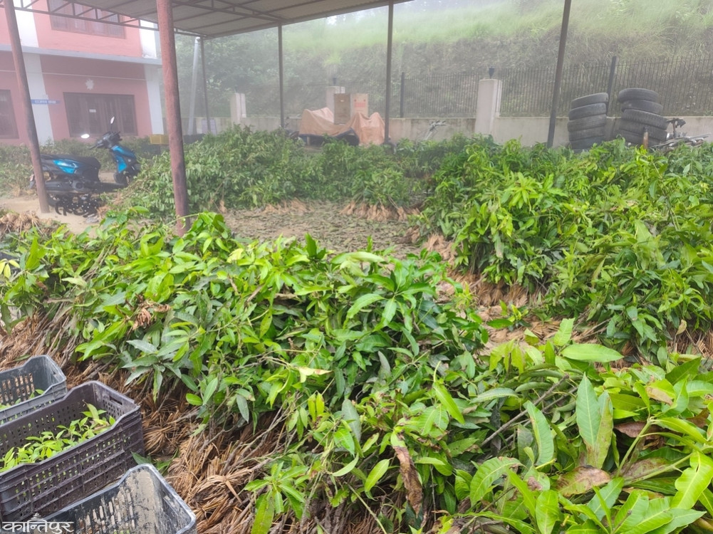 Pakhribas cancels garden expansion program citing lack of quality seedlings