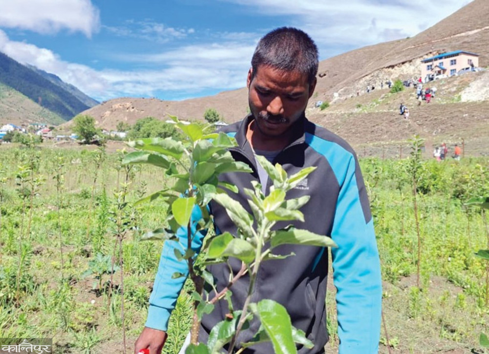 An agricultural journey that began with 700,000, now the owner of Jumla's largest apple orchard!