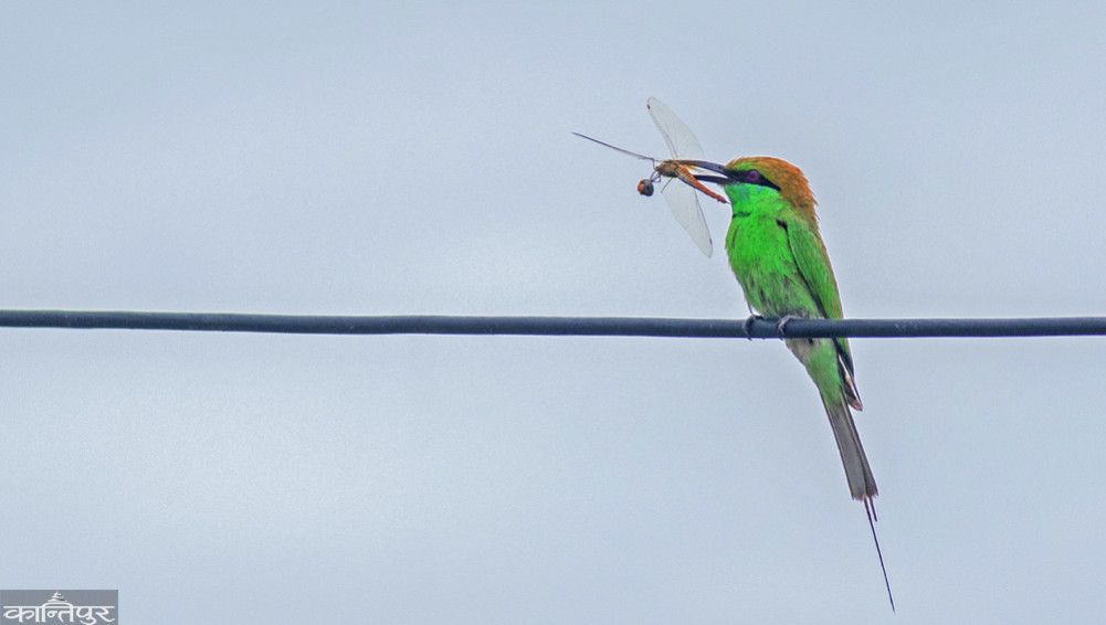 Summer guest birds make the home and forest charming.
