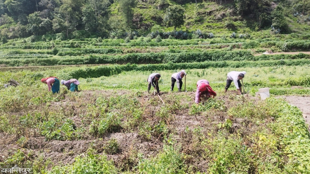 Potatoes in Thaha are 10 rupees per kilo!