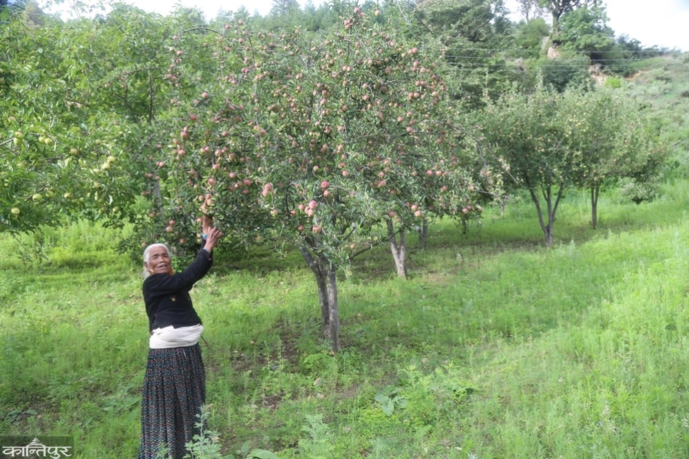 Apples abound in the orchards, farmers worry about storage and the market