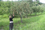 Apples abound in the orchards, farmers worry about storage and the market