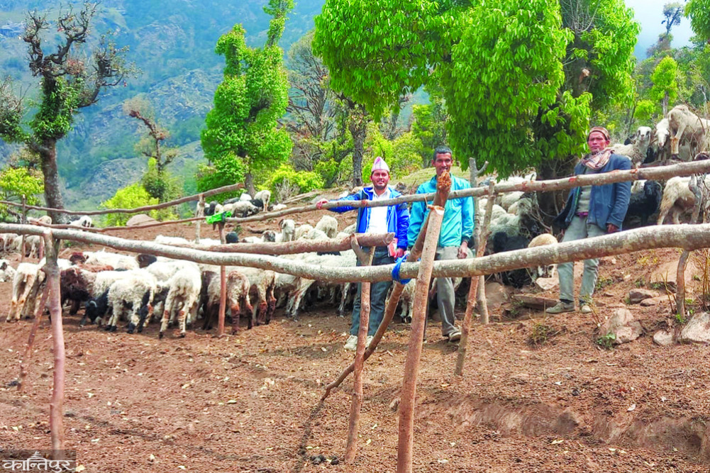 'Shepherd's allowance' for farmers in Kalikot