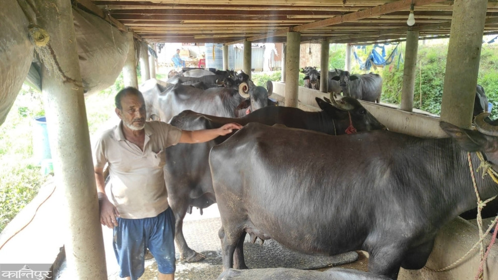 Tanka Prasad earns Rs. 4 million a year by raising buffaloes