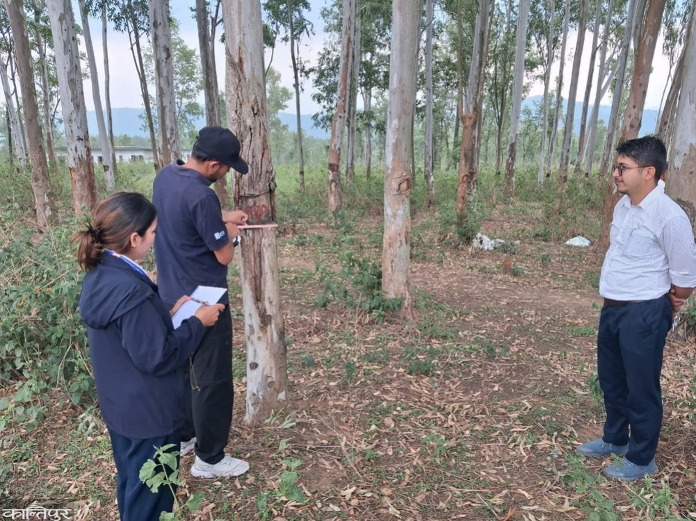 Tree felling begins at Bagmati government administrative building construction site, 5,226 trees to be felled