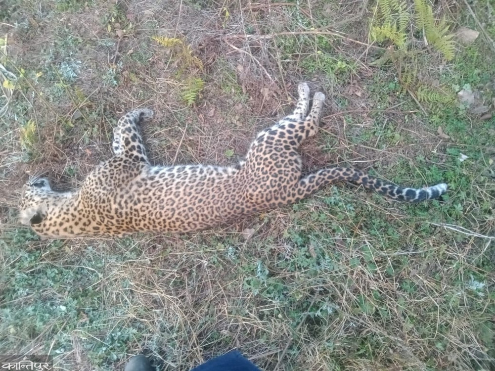 Leopard found dead in Chitlang