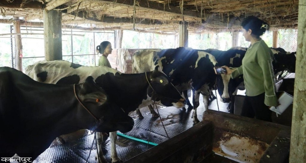 Madhusudan of Makawanpurgadhi earns Rs. 3.5 million annually from cattle farming