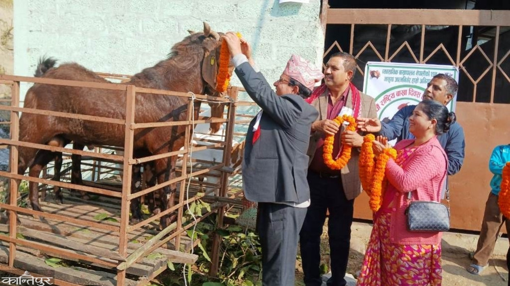 Minister garlands goat
