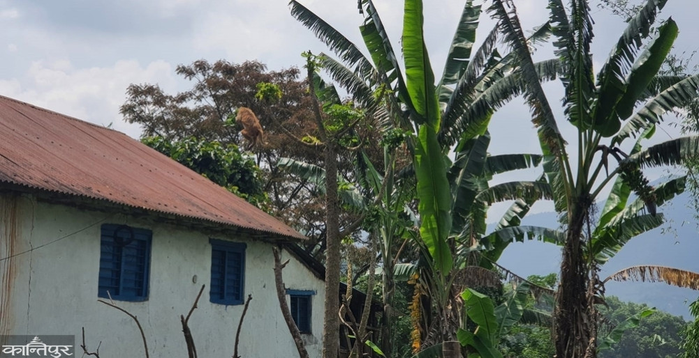It's a pity that the monkey didn't let us stay in the village.