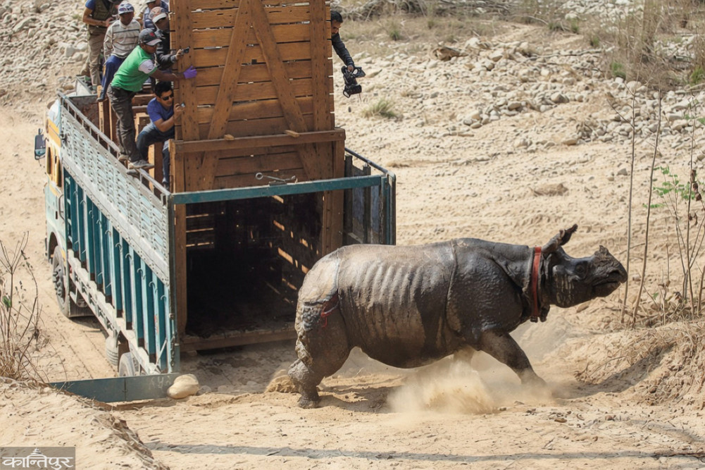 Rhinos neither grow nor survive: A new habitat is becoming a place of death