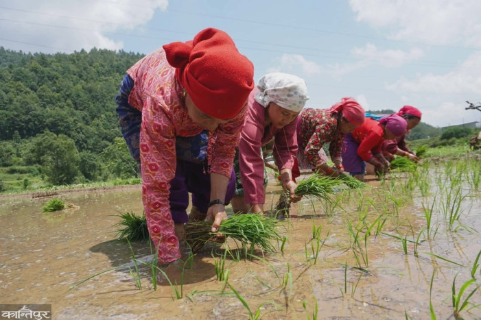 Only 20 percent of crops planted in Lumbini Province by mid-June