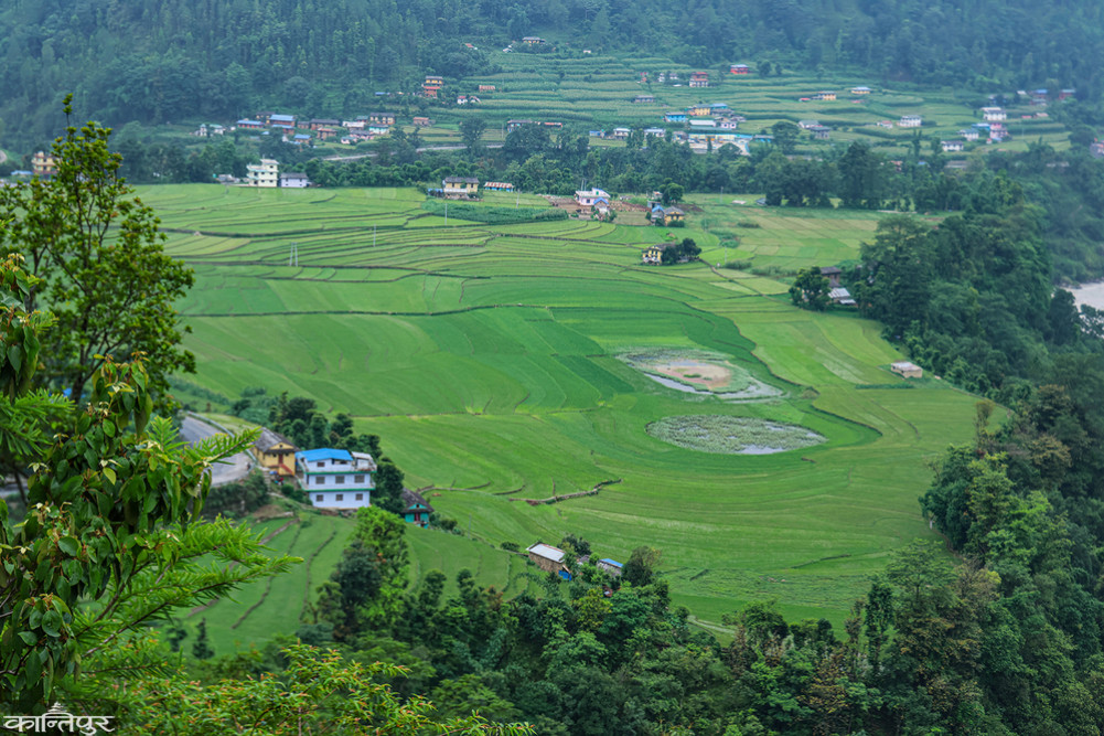 Eighty-five percent of rice planting completed nationwide