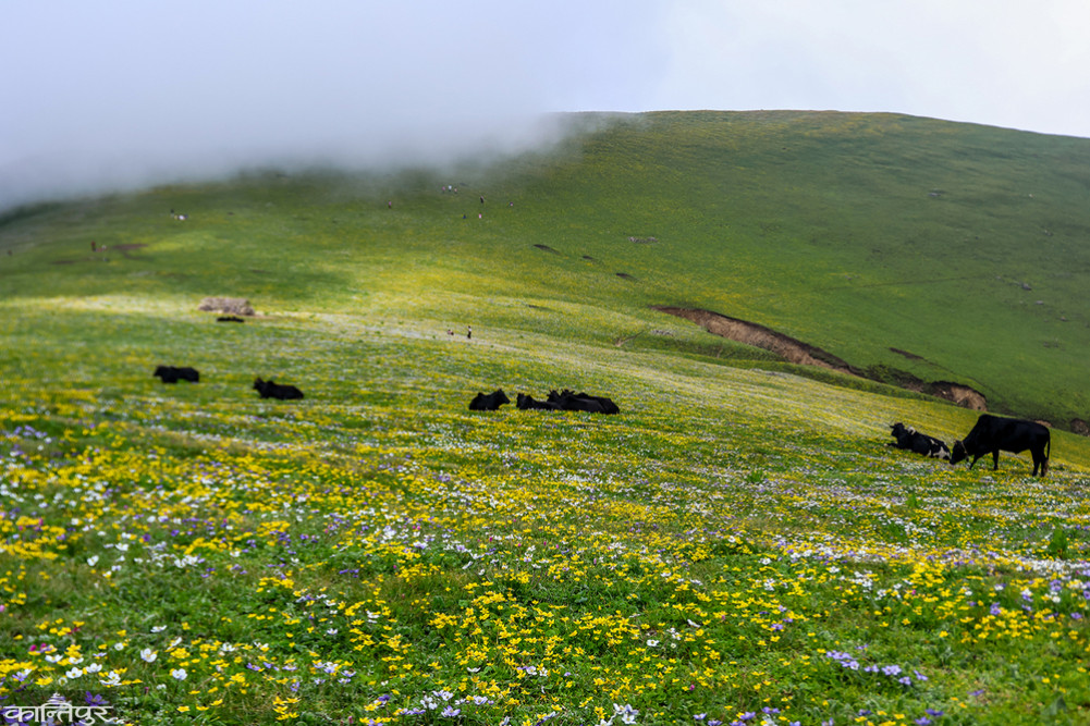 Chauri Lake in Rukum East is covered in flowers (Photos)