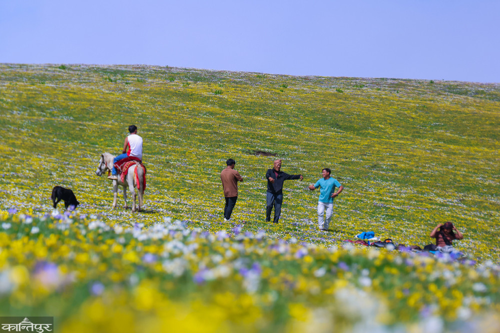 Chauri Lake in Rukum East is covered in flowers (Photos)