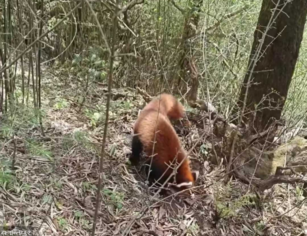 Red panda found in Rolpa's jail
