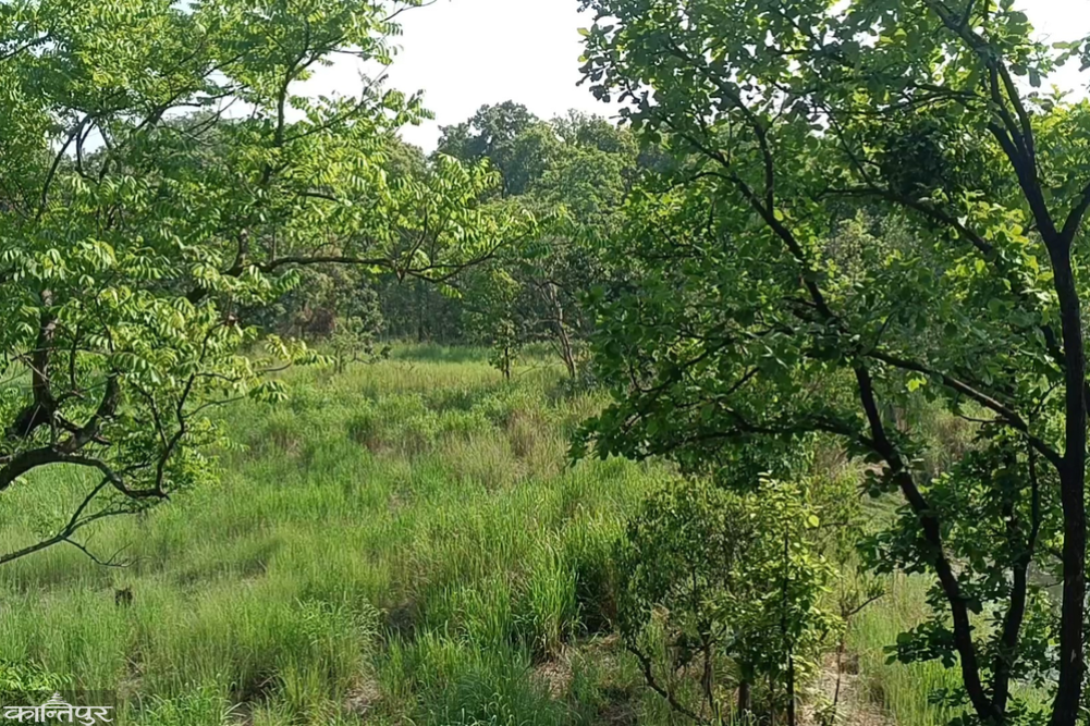 Police contact three of 17 women missing in Shuklaphanta forest
