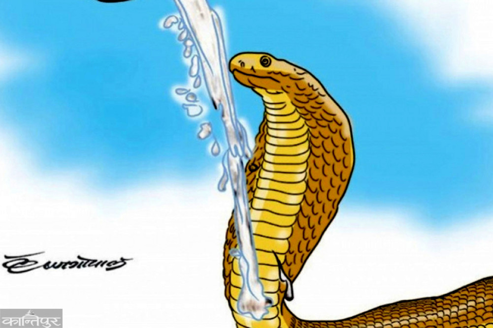Kailali and Kanchanpur in the Far West at high risk of snakebite