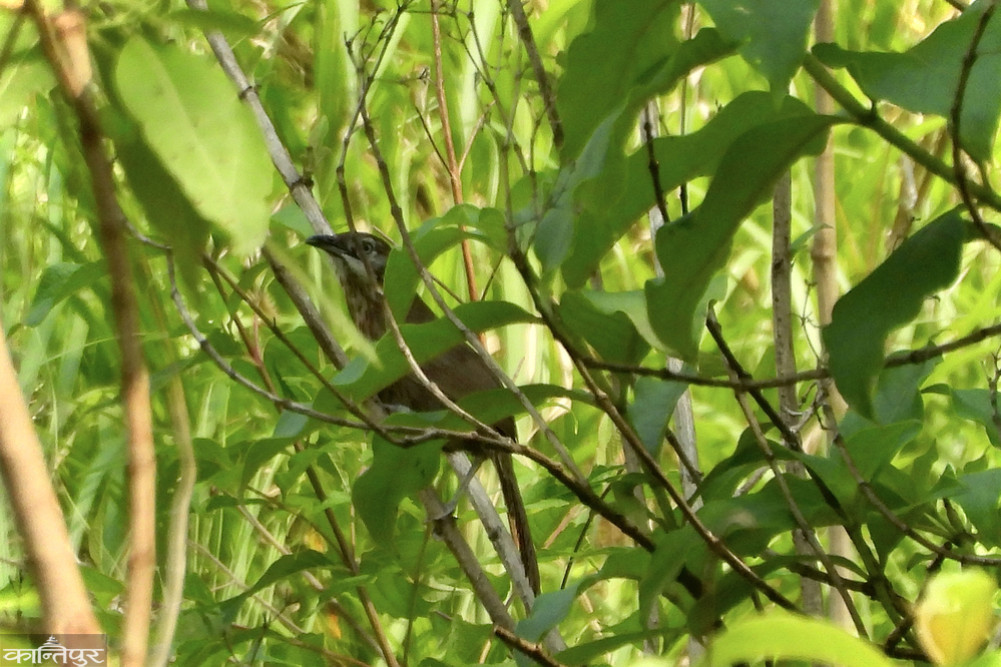 First record of the thorny hawk in Madhesh Province