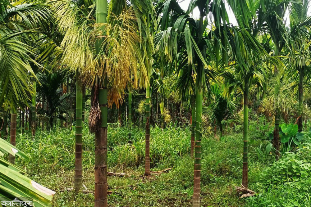 Betel nut cultivation is the choice of farmers in elephant-affected areas