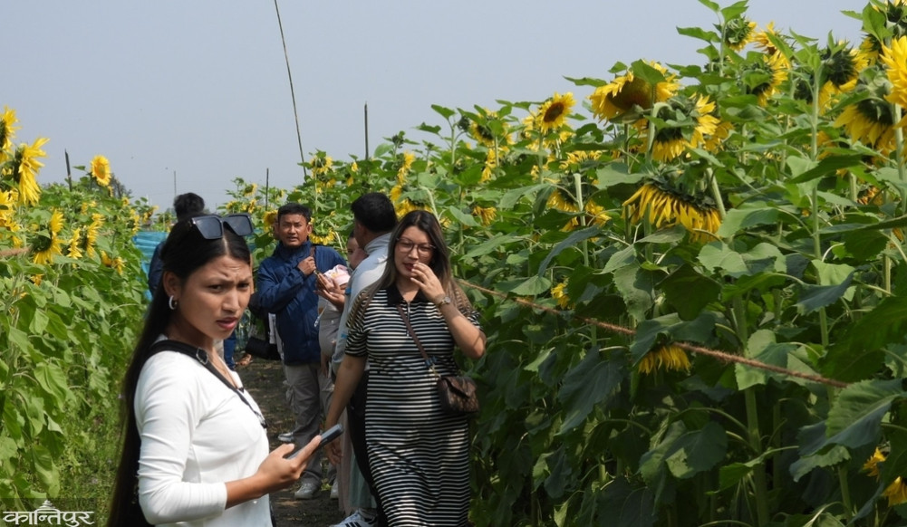 Crowds of people taking photos and videos in a sunflower field
