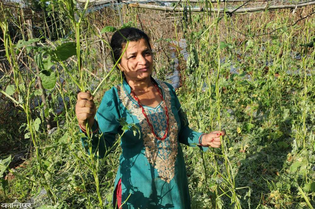 Hailstorm causes millions of rupees in damage to farmers