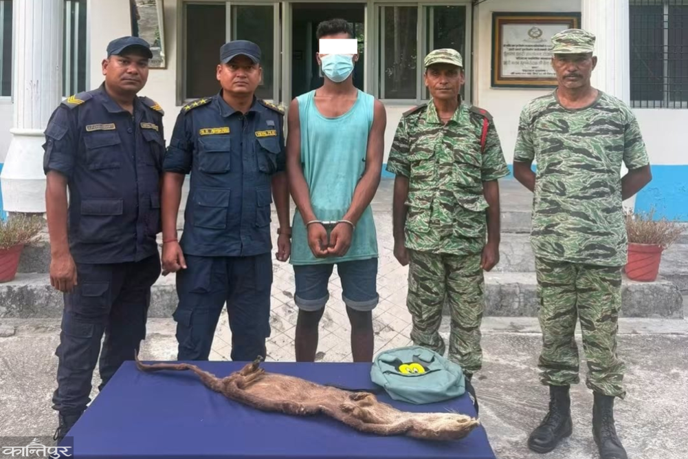 One arrested in Bardiya with hunted protected wildlife otter