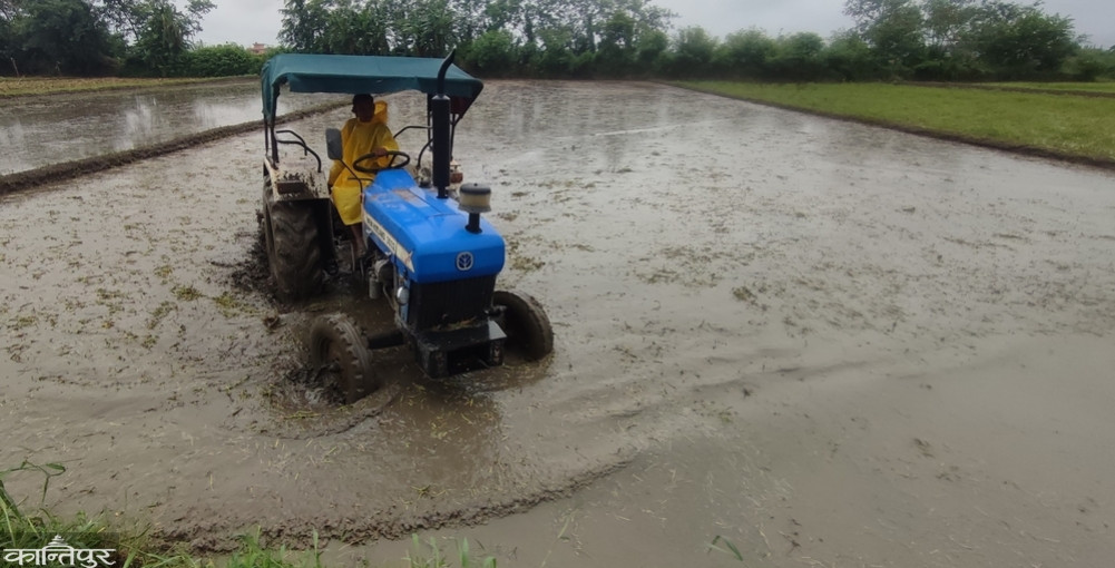 Those who do not worry about fertilizer shortages while planting rice