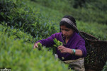 Tea exports hit again after Indian Tea Board starts testing samples at warehouses