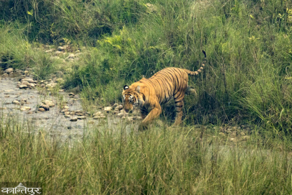 'Tiger Friends' campaign to end human-wildlife conflict