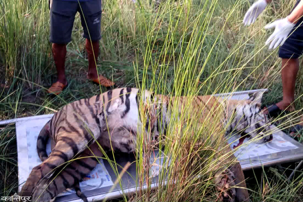 Tigers die in fight in Bardiya National Park
