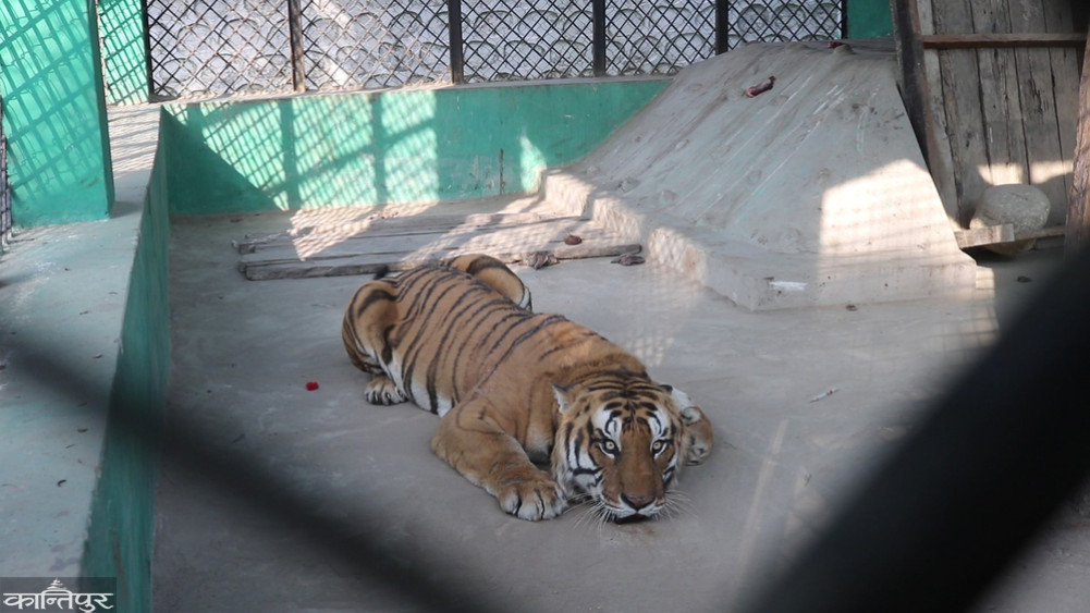Five troubled tigers living in captivity in cages