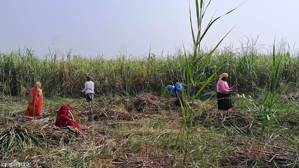Farmers in West Nawalparasi receive Rs 120 million subsidy for sugarcane