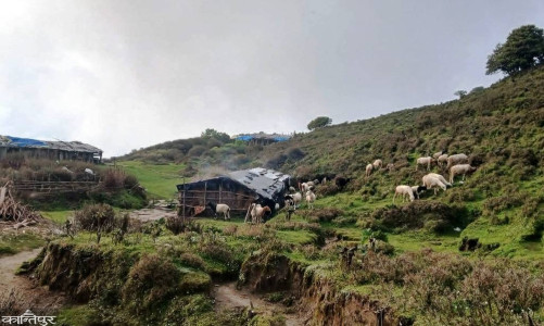 Padam Bahadur, who has been tending a sheepfold in Nagepuri for 75 years