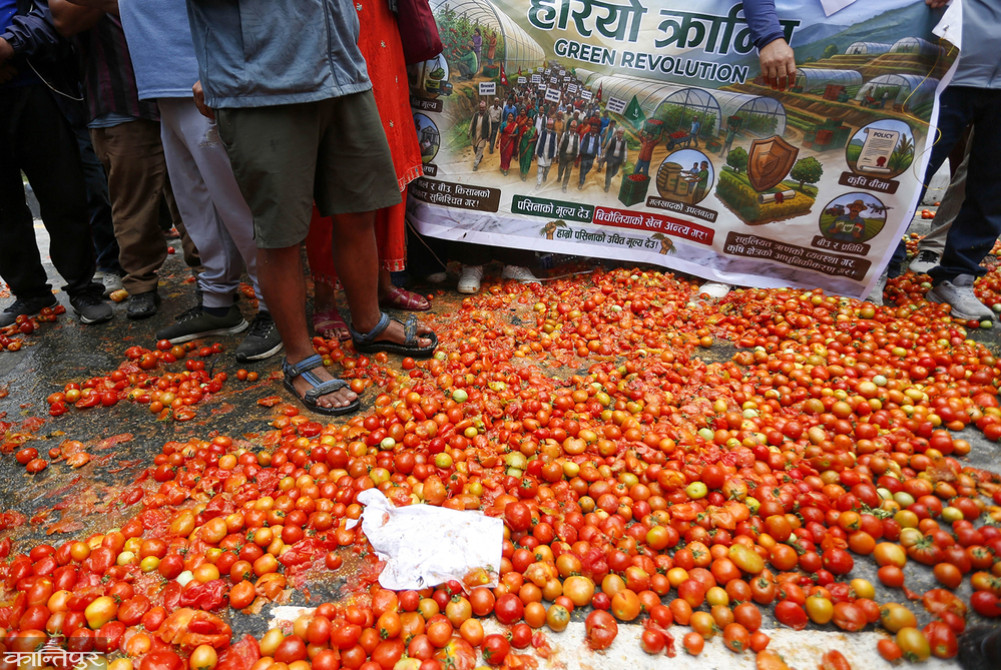 Middlemen's caprice on the price of tomatoes: Farmers pay Rs. 8 per kilo, consumers pay Rs. 45