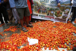 Middlemen's caprice on the price of tomatoes: Farmers pay Rs. 8 per kilo, consumers pay Rs. 45