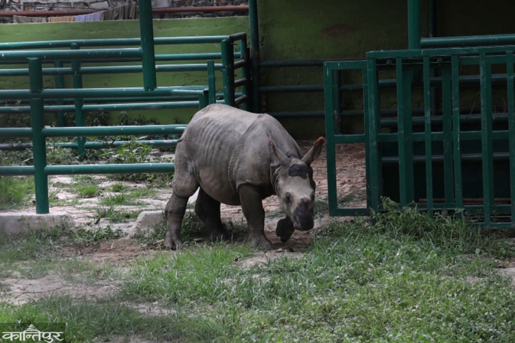Government preparing new criteria for zoo classification
