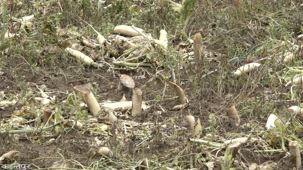 Radish worth crores destroyed in the field after not getting the price