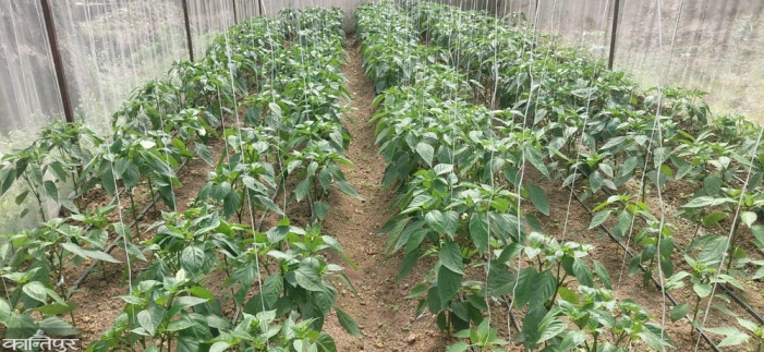 Farmers in Dadeldhura attracted to drip irrigation