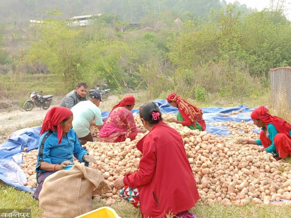 Chhatradev started cultivating potatoes and rice to keep the youth in the village
