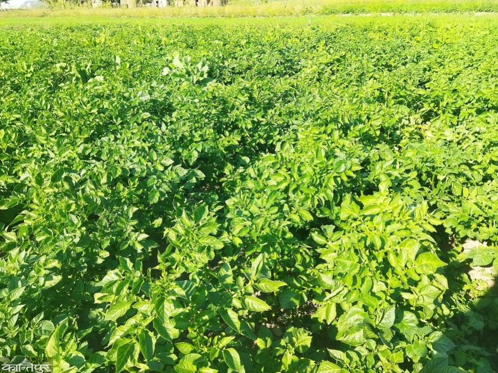 Potato seeds worth over Rs 10 million were exported from Dadeldhura