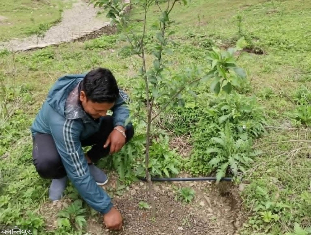 Apple cultivation in the Lamela of Taman Khola