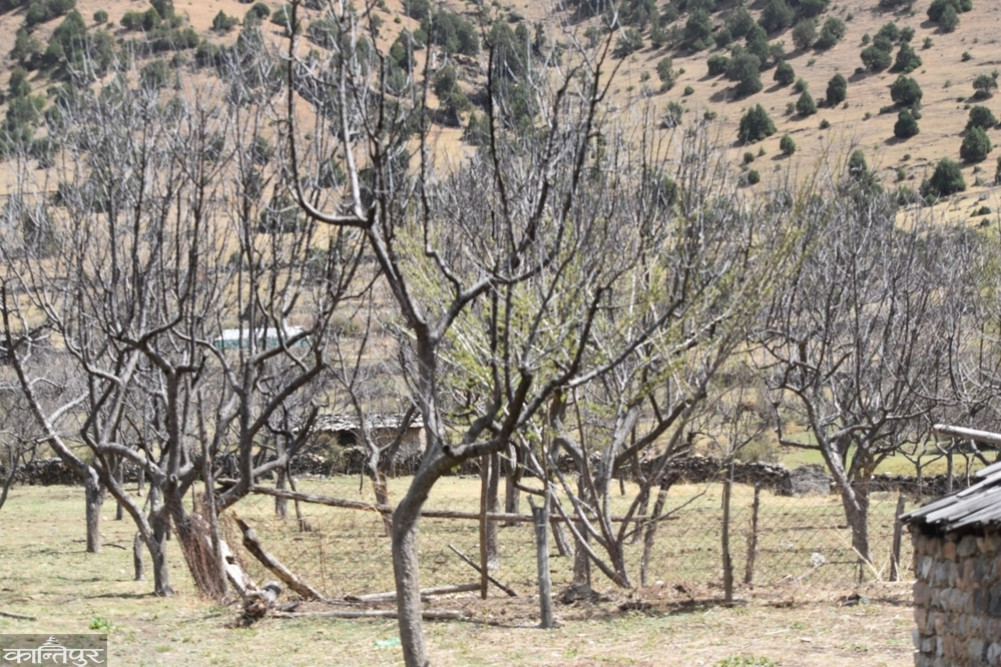 Initiative to increase apple production in Niseldhor