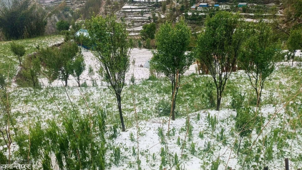 Hailstorm damages orange, walnut, and kiwi trees, farmers worried