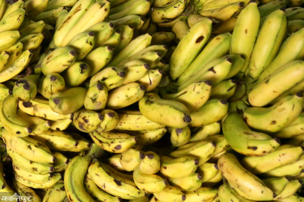 Farmers excited by ban on banana imports, consumers hit by price hike